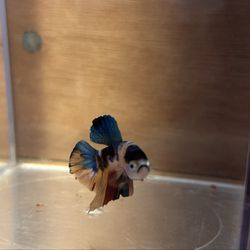 Aquatic Betta Shop - i got this multicolor koi & named him grumpy.