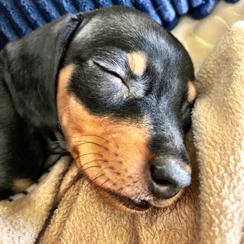 Veterinary Emergency Group - Oscar - Emergency Pet Hospital Near Me - Denver, Colorado Veterinary Emergency Group - Oscar - Emergency Pet Hospital Near Me - Denver, Colorado