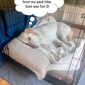 K Lynn's K9s and Kitty Care - Blue is always so calm after his pack hikes. The exercise and socialization is so good for him. - Dog Walkers Near Me K Lynn's K9s and Kitty Care - Blue is always so calm after his pack hikes. The exercise and socialization is so good for him. - Dog Walkers Near Me