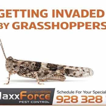 Maxx Force Pest Control - Grasshoppers surging in Yuma from heat + moisture. Cut weeds, stay proactive. Call Maxx Force before they take over your yard! - Pest Control Near Me Maxx Force Pest Control - Grasshoppers surging in Yuma from heat + moisture. Cut weeds, stay proactive. Call Maxx Force before they take over your yard! - Pest Control Near Me