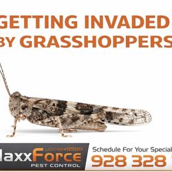 Maxx Force Pest Control - Grasshoppers surging in Yuma from heat + moisture. Cut weeds, stay proactive. Call Maxx Force before they take over your yard!