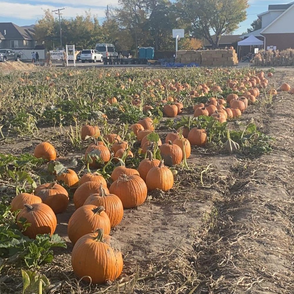 Mabey’s Pumpkin Patch - The patch. - Pumpkin Patches Near Me - South Jordan, Utah Mabey’s Pumpkin Patch - The patch. - Pumpkin Patches Near Me - South Jordan, Utah