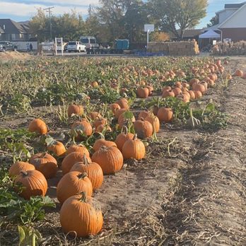 Mabey’s Pumpkin Patch - The patch. - Pumpkin Patches Near Me - South Jordan, Utah