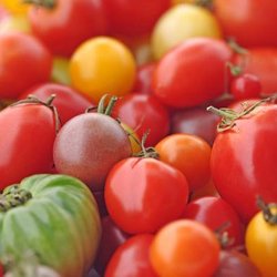 Bitarco Produce - Grape tomatoes