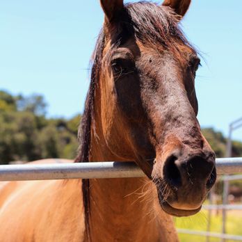 American Legend Mustang - Mustang Spirit - Community Service/Non-Profit Near Me - Ojai, California American Legend Mustang - Mustang Spirit - Community Service/Non-Profit Near Me - Ojai, California
