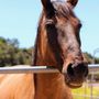 Photo of American Legend Mustang