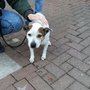 Photo of Manchester Dogs Home