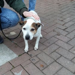 Manchester Dogs Home - Little Babs was feeling under the weather after some kennel cough but perked right up after her walk.