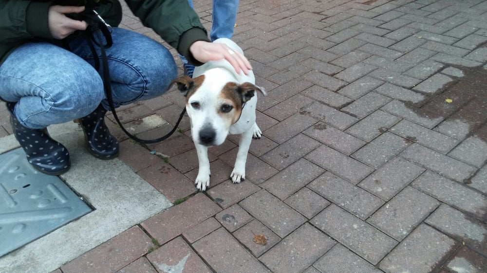 MANCHESTER DOGS HOME Updated October 2024 Moss Brook Road