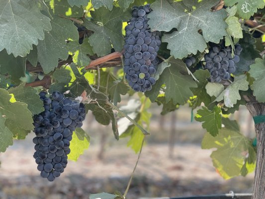 Koenig Vineyards by null