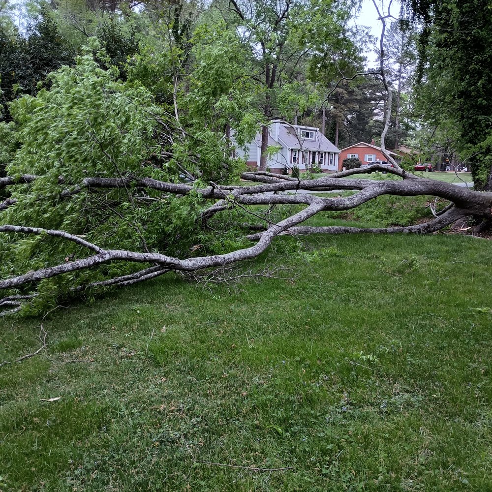 Flores Landscaping & Tree Service - Tree Services Near Me - Durham, North Carolina