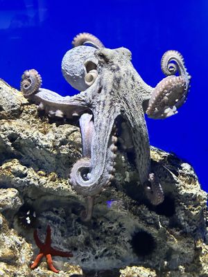 Acquario di Genova by null