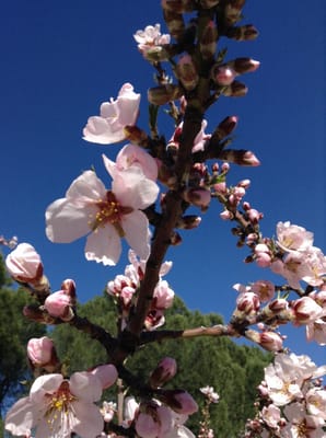 Parque de la Quinta de los Molinos by null