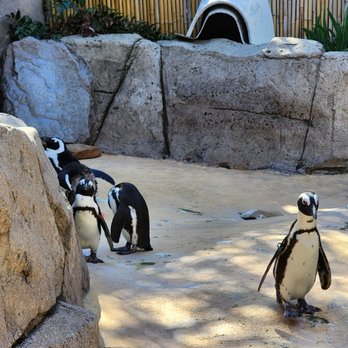 Dallas Zoo - Zoos Near Me - Dallas, Texas Dallas Zoo - Zoos Near Me - Dallas, Texas