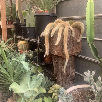 Casas Succulents And Cactus - Nurseries & Gardening Near Me - Visalia, California