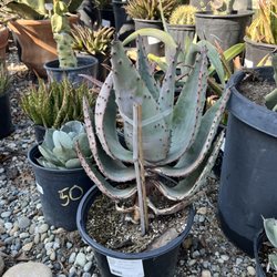 Bolles Nursery Landscape