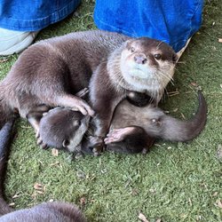 Otters and Others Zoo and Conservation