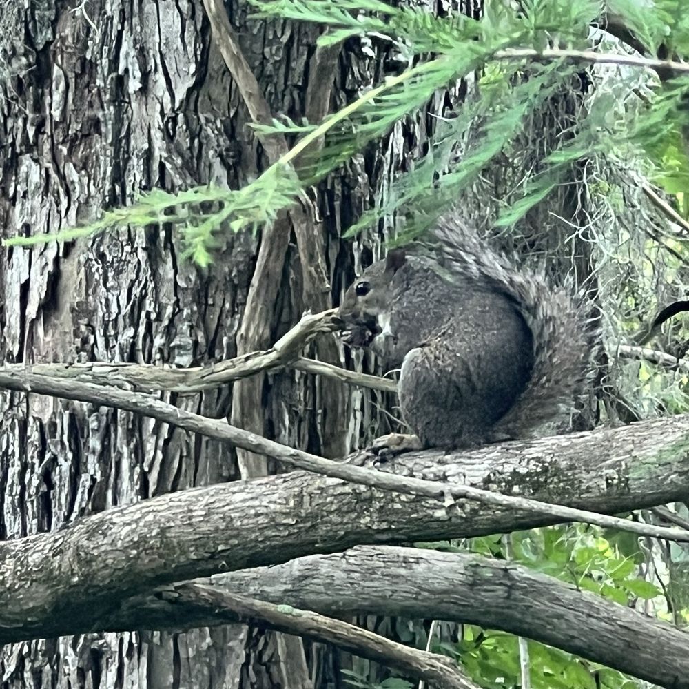 Black Bear Wilderness Area - Hiking Near Me - Sanford, Florida