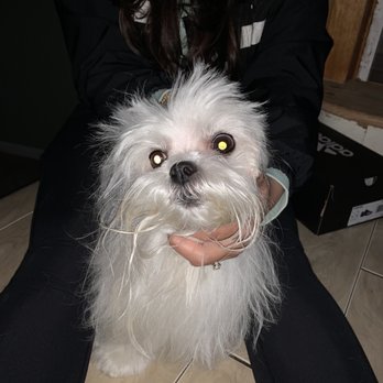Bones Bath & Beyond - This is how my dog came home after taking her bows off. - Pet Groomers Near Me - Woodbury, New York Bones Bath & Beyond - This is how my dog came home after taking her bows off. - Pet Groomers Near Me - Woodbury, New York