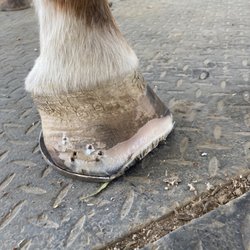 Robert Osborne Horseshoeing - Sound found horse with a reverse open toe shoe to release pressure on the coffin bone