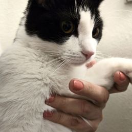 Beautiful Nails and my cat = Happiness