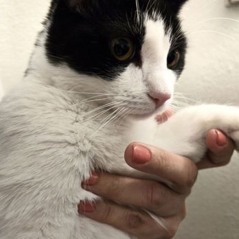 Epic Nails - Beautiful Nails and my cat = Happiness - Nail Salons Near Me - San Fernando, California