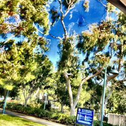 Dana Point Senior Center - They just cleaned up the grounds and manicured the baseball fields too :))) plus the succulents and plants are planted!