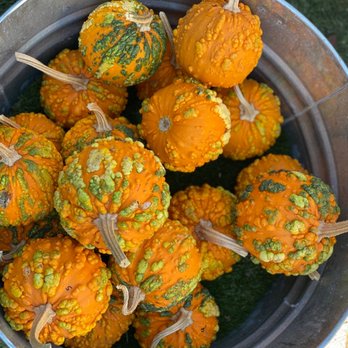 Post Street Farm - Pumpkin Patches Near Me - Santa Cruz, California