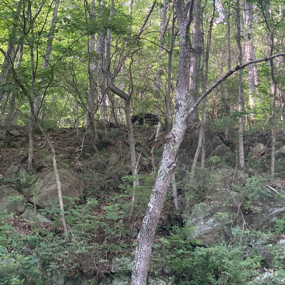 Brass Monkey Photography - We saw a black bear - Session Photography Near Me Brass Monkey Photography - We saw a black bear - Session Photography Near Me