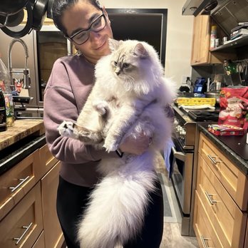 Siberian Blue Cattery - Pet Breeders Near Me - Redmond, Washington Siberian Blue Cattery - Pet Breeders Near Me - Redmond, Washington