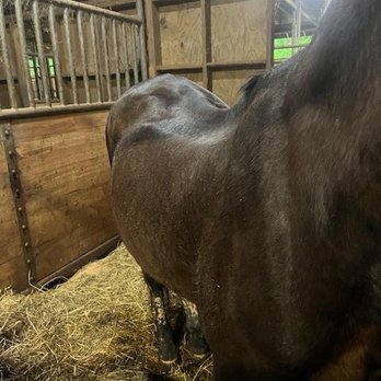 Sugarlands Stables - Horseback Riding Near Me - Gatlinburg, Tennessee
