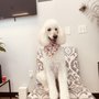 Photo of O My Pup Pet Salon
