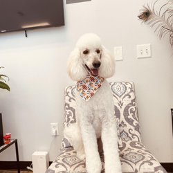 O My Pup Pet Salon
