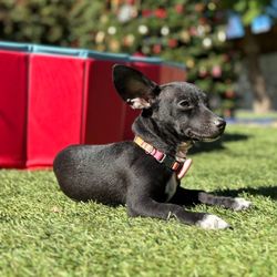 Dioji K-9 Resort & Athletic Club - This is my little girl that they take such wonderful care of!