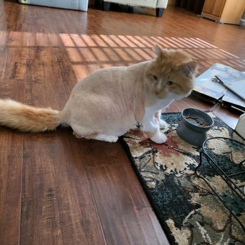 Pride Mobile Pet Grooming - Our spicey Cheeto enjoying his new look. He feels so much better. - Pet Groomers Near Me Pride Mobile Pet Grooming - Our spicey Cheeto enjoying his new look. He feels so much better. - Pet Groomers Near Me