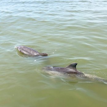 Dolphin Magic Tours - The dolphins came right up the boat! - Tours Near Me - Savannah, Georgia