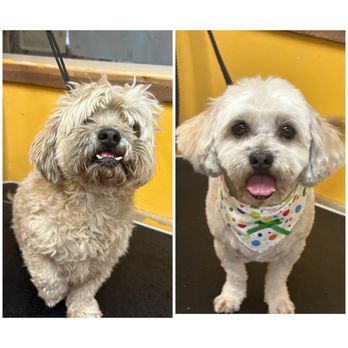 Puppy World - Before and after - Pet Stores Near Me - Corona, California Puppy World - Before and after - Pet Stores Near Me - Corona, California