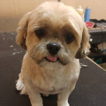 Cold Noses - Pet Groomers Near Me - Massapequa, New York