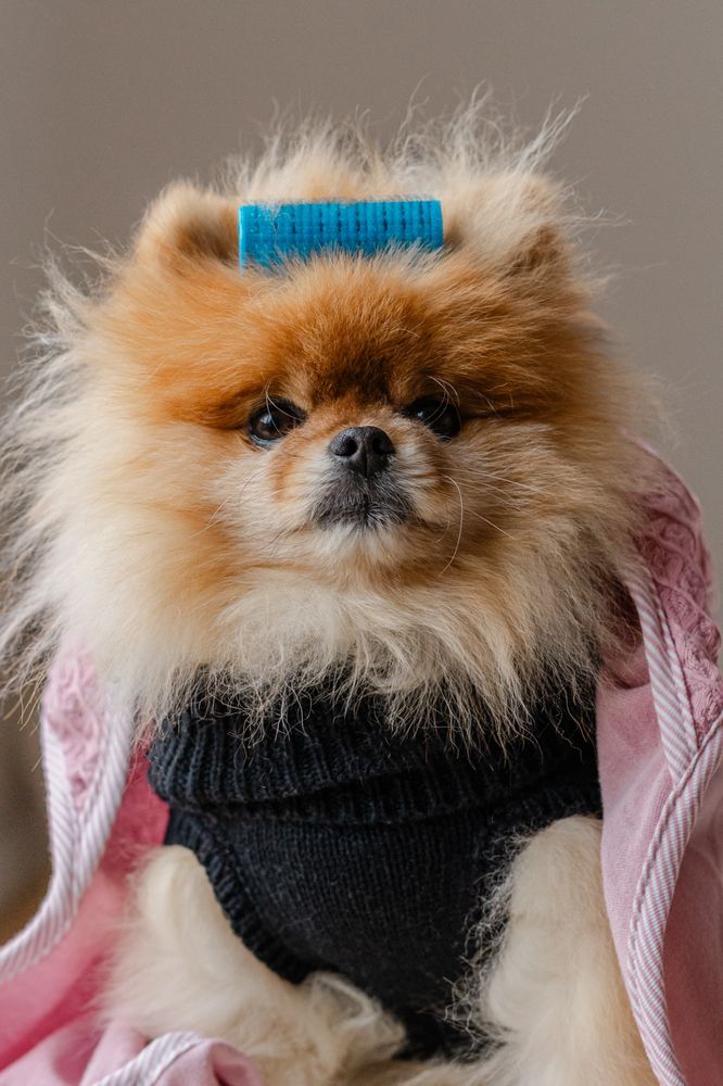 THE GROOMING RETREAT Updated August 2024 14 Photos & 11 Reviews