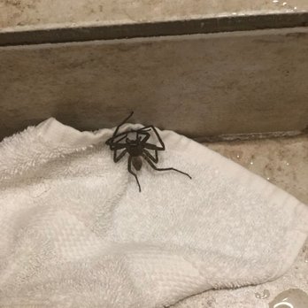 Outrigger Maui Eldorado - Lovely Cane Spider that was residing in the bathroom vent.   Decided he'd knock the vent down,  and come visit. - Hotels Near Me - Kaanapali, Hawaii
