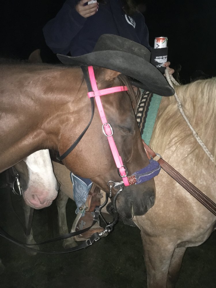 Wild Dixie Ranch - equestrian in Cornville, ME