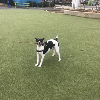 Barkstrom - Your Pet's Concierge - Max at the dog park - Dog Walkers Near Me - Nashville, Tennessee Barkstrom - Your Pet's Concierge - Max at the dog park - Dog Walkers Near Me - Nashville, Tennessee