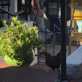Caroline's - Cute little chicken looking for scraps. - American Near Me - Key West, Florida