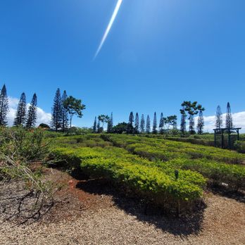 Dole Pineapple Garden Maze - View of the center. The maze is super duper hot! No joke!!! Sunscreen, wear a hat and sunglasses. - Botanical Gardens Near Me - Wahiawa, Hawaii Dole Pineapple Garden Maze - View of the center. The maze is super duper hot! No joke!!! Sunscreen, wear a hat and sunglasses. - Botanical Gardens Near Me - Wahiawa, Hawaii