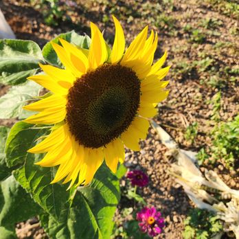 The Berry Farms - Sunflowers - Farms Near Me - Miami, Florida The Berry Farms - Sunflowers - Farms Near Me - Miami, Florida