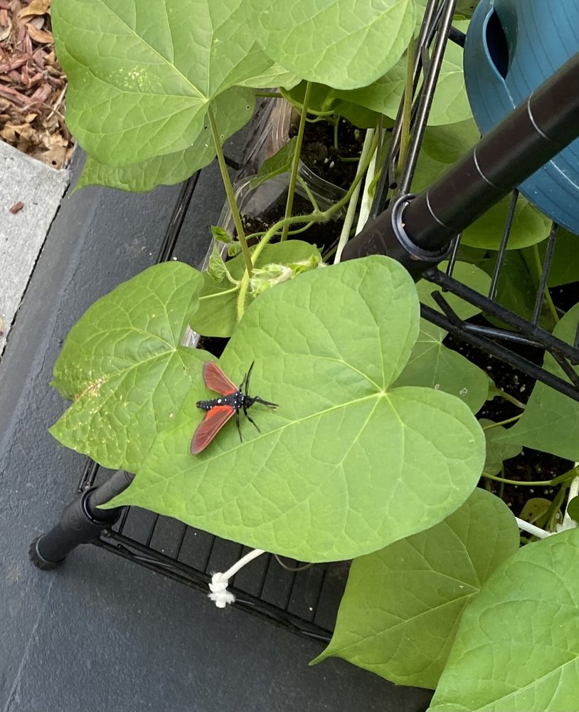 Slide of Paradise Island Services