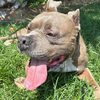 Off Leash K9 Training  - Pet Training Near Me - Murrieta, California