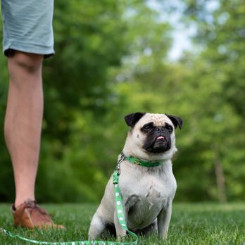 Up Country - Hit the links with your favorite pup. Waffles loves her Hole in One collar and lead. - Pet Stores Near Me - East Providence, Rhode Island Up Country - Hit the links with your favorite pup. Waffles loves her Hole in One collar and lead. - Pet Stores Near Me - East Providence, Rhode Island