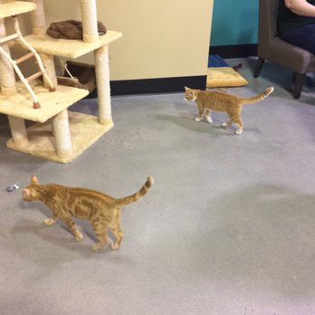 Orlando Cat Cafe - Animal Shelters Near Me - Clermont, Florida Orlando Cat Cafe - Animal Shelters Near Me - Clermont, Florida
