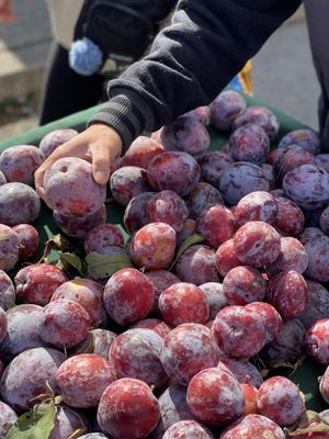 Alemany Farmer's Market by null